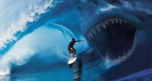 Серфер акула