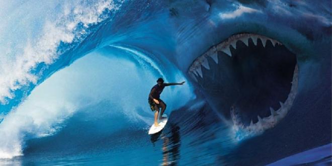 Серфер акула