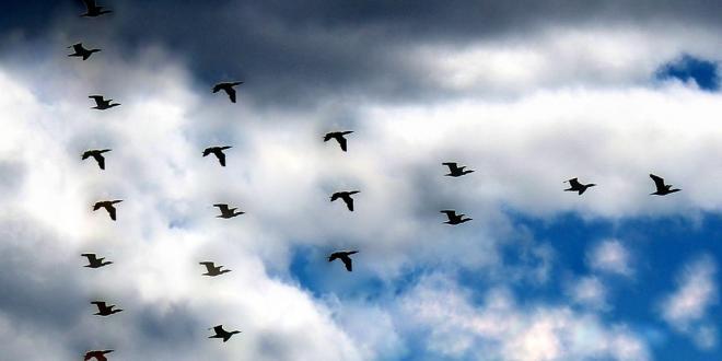 стратегия шаг вперед да назад фибоначчи